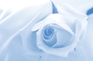 simple white rose